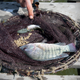 A tilapia from Hashem's farm. The high cost of fish feed is driving some farmers out of business.
